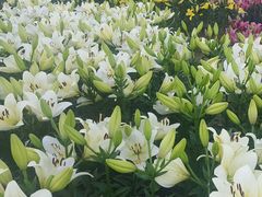 -长春公园(普阳街道)