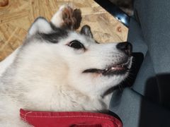 -Husky Go! 哈士奇体验馆·宠物咖啡厅狗咖