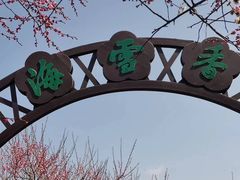 -香雪海