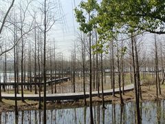 -昆山城市生态森林公园