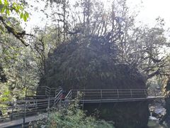 -龙苍沟森林公园