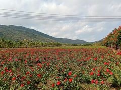 -亚龙湾国际玫瑰谷