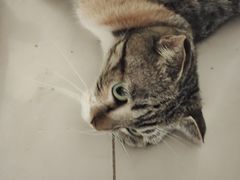-平行世界·猫咖(首经贸店)