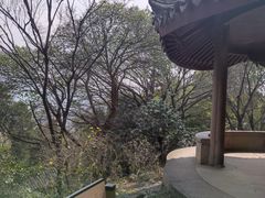 -香雪海