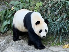 -鸡鸣汤包(红山动物园店)