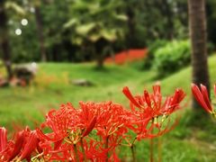 -杭州植物园