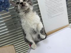 -美美宠物诊疗中心·异宠·骨科(滨江东信分院)