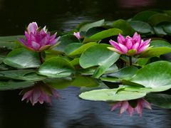 -国家植物园南园