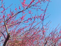 -桃花岛风景旅游区