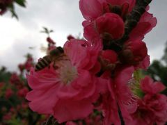 -南国桃园旅游度假区