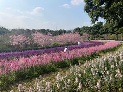 -天适樱花悠乐园