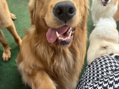 -趣多多宠物公园·宠物训犬学校·宠物寄养