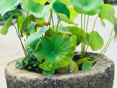 -长兴慧子土特产茶行