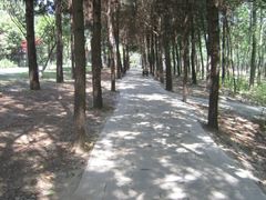 -合肥滨湖国家森林公园