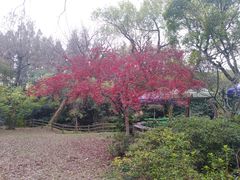 门面-绿野餐厅(上海动物园店)