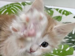 -青奢宠物·青奢猫舍