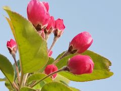 -海棠花溪(元大都城垣遗址公园)