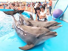 -尼莫海豚馆