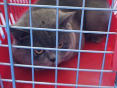 -瑞派·关忠动物医院·猫专科·犬专科(三环新城店)
