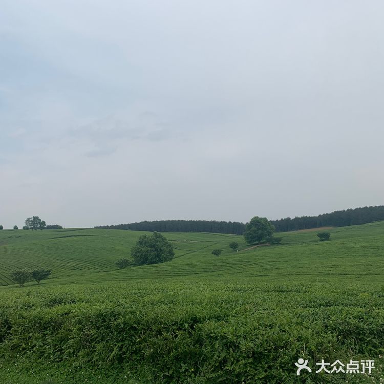 位于花溪的羊艾茶场，非常推荐大家伙去看看