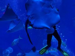 -烟台海昌鲸鲨海洋公园