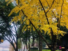 -重庆彩云湖湿地公园