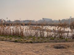 -鹦鹉洲湿地公园
