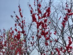 -瑶湖郊野森林公园