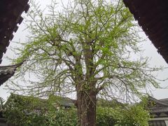 -常熟方塔园