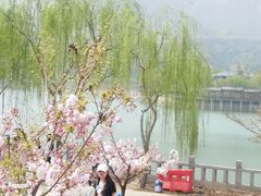 -樱花山风景区