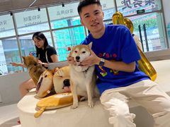 -柴务处·柴犬主题狗咖