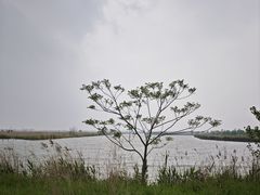 -盐城丹顶鹤湿地生态旅游区