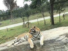 -上海野生动物园