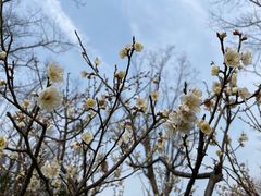 -新虹桥中心花园