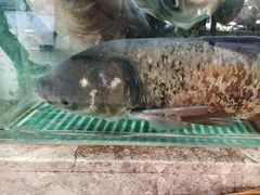 -鱼你相聚·河鲜馆(袁家岭店)