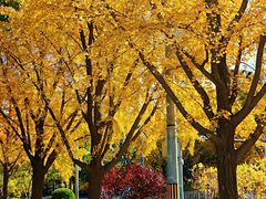 -三里屯东五街银杏大道