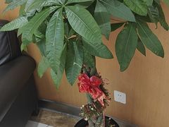 -雅悦齿科(顾村公园店)