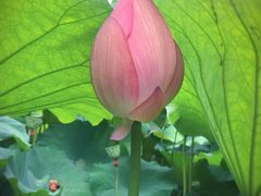 -陈家山荷花公园