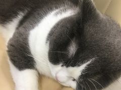 -安格丽娜·狗咖·猫咖羊驼咖(春熙路百盛商场店)