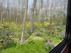 -合肥滨湖国家森林公园