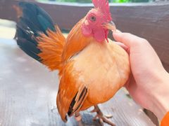 -吉隆坡雀鸟公园