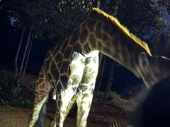 -清迈夜间动物园