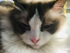 -喵屿·大理花园猫咖