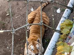 -西霞口神雕山野生动物世界