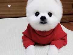 -金凤成祥(五棵松二店)