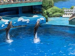 -海合安成都极地海洋公园