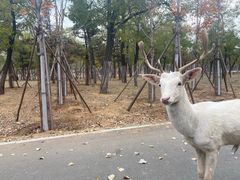 -秦皇岛野生动物园