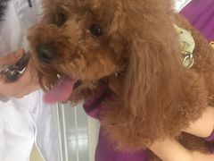 -惠康宠物医院(华能路店)