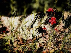 -终南山国家森林公园