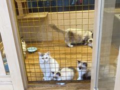 -千城康桥宠物医院·猫科·骨科·心脏